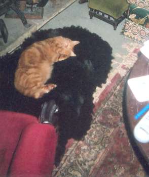 Gus curled up on his favourite rug