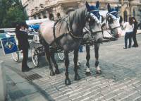 A horse-drawn carriage