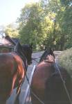 Two horses pulling the droshki which took us to the castle